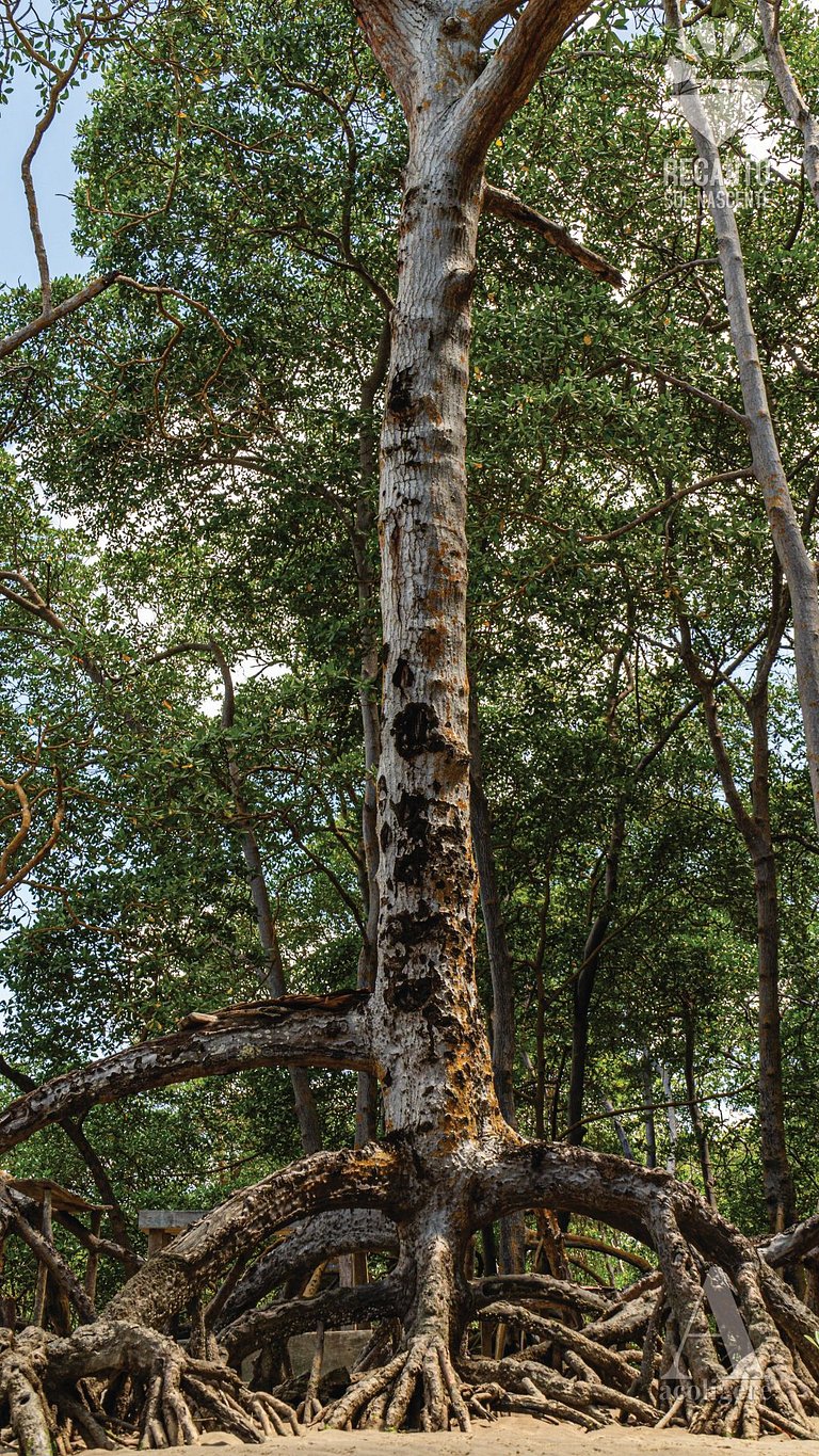 Posada de Lujo y Cerca de la Naturaleza rctsol3a