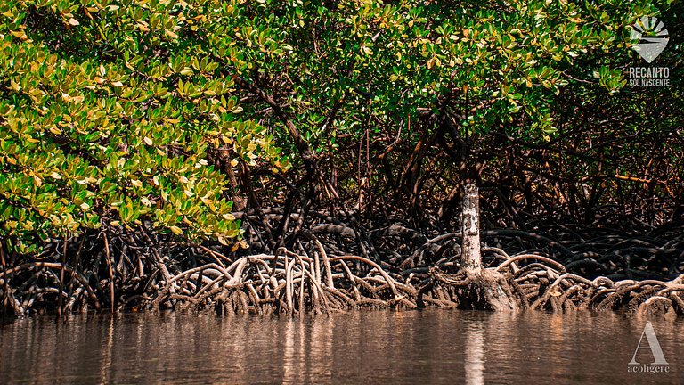 Posada de Lujo y Cerca de la Naturaleza rctsol3b