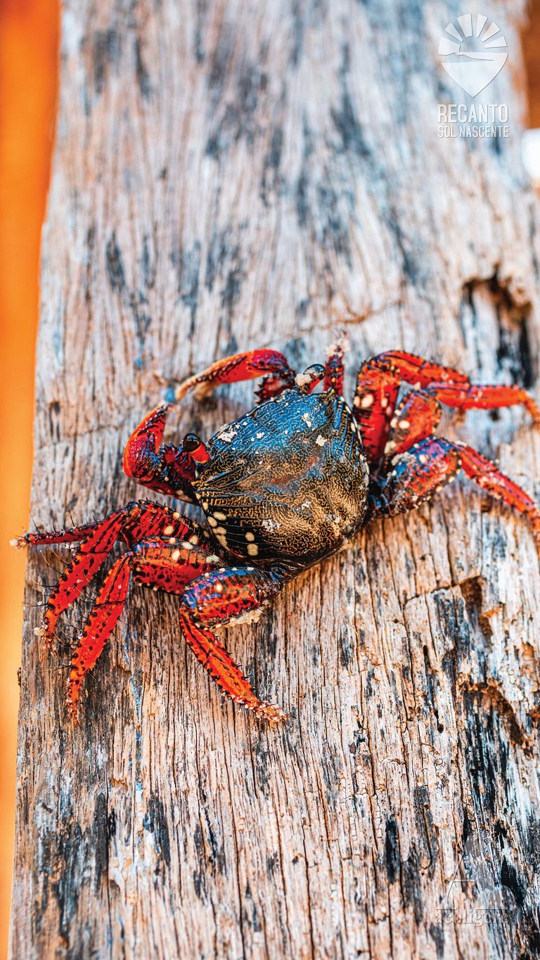 Posada de Lujo y Cerca de la Naturaleza rctsol3b