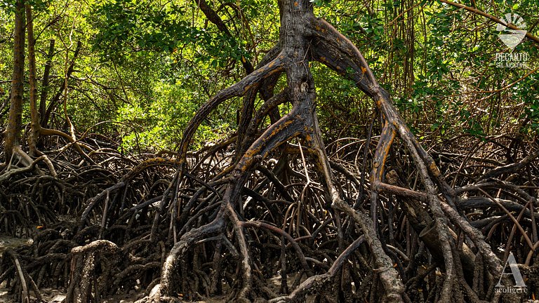 Posada de Lujo y Cerca de la Naturaleza rctsol3c