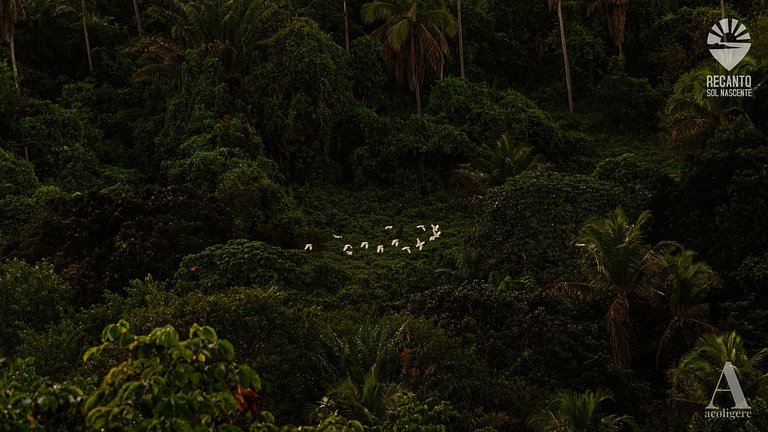 Luxury Inn and Close to Nature rctsol5a