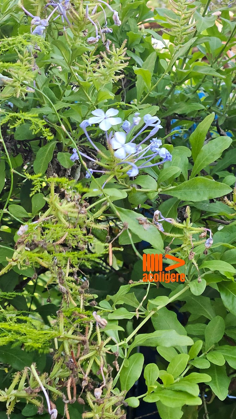 Casa de Meg – Charme e Natureza na Serra Negra